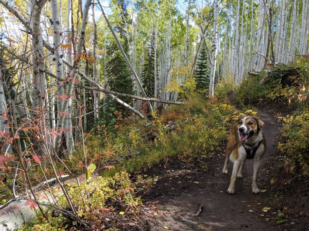 Cookie on Flash of Gold Trail